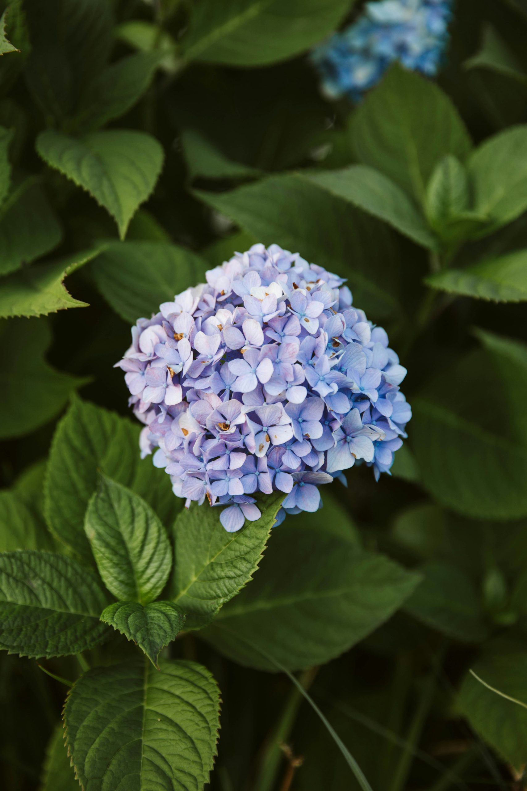 Flowers, always